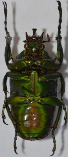 Réf. 275 180 : Taurhina stanleyi elgonensis